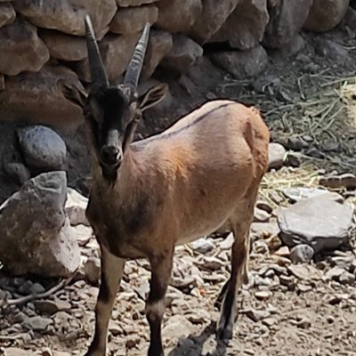 Διαμερίσματα Έλενα Αλμυρίδα - Δήμος Αποκορώνου - Νομός Χανίων